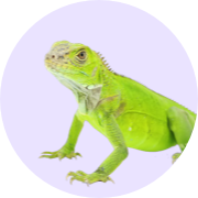זוחלים